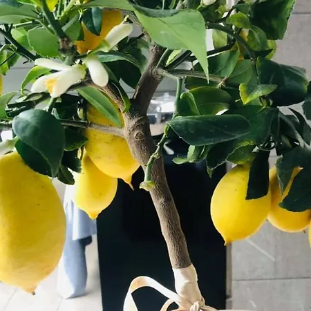 جيوليتا فندق البندقية