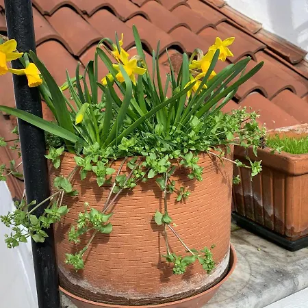 Apartment Rooftop Terrace Domus Dei Fabbri