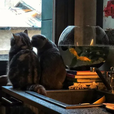 Cats And Antiques In Private Kwatera prywatna
