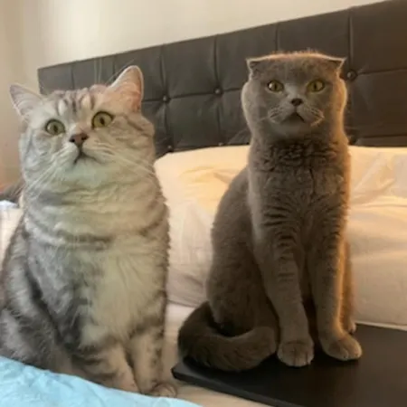 Kwatera prywatna Cats And Antiques In Private *