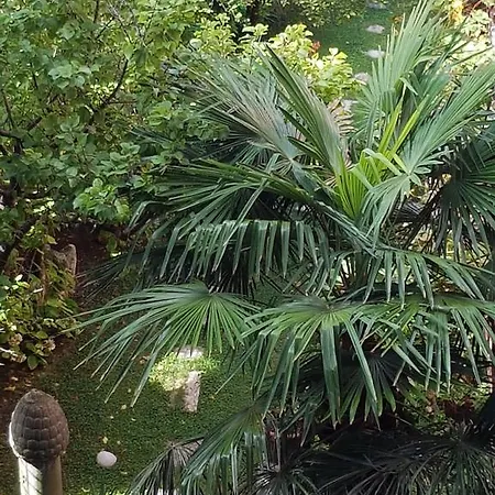 Garden Ca' Rezzonico