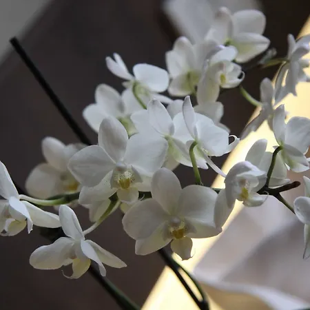 Hotel Lh Sirio Venise