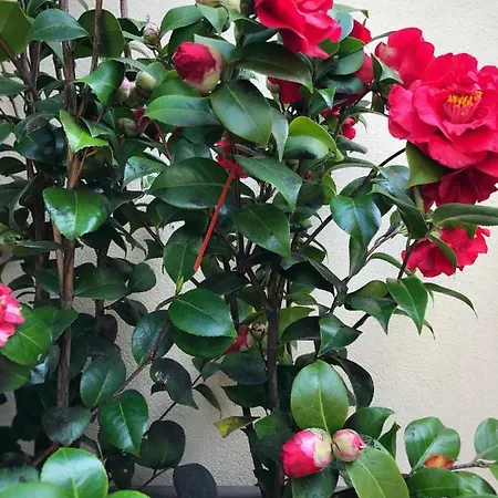 Apartment Le Conterie Blu E Rosse
