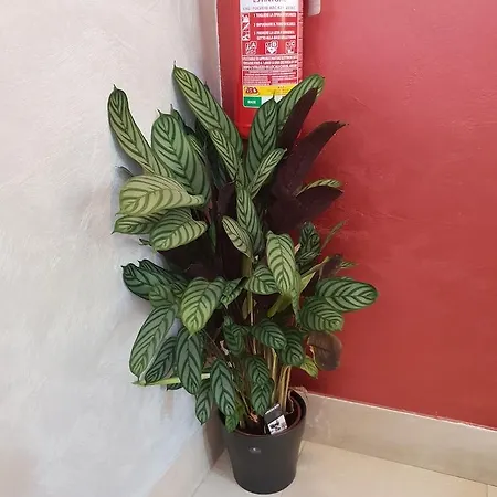 Salieri Hotel Venedig